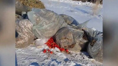 40 тонн гнилых помидоров и отходы из теплиц выгрузили в степи под Актобе