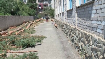Уголовное дело возбудили на директора школы в Текели за вырубку сосен