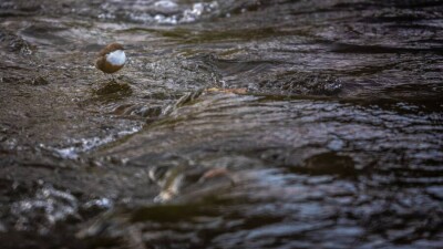 Часть горной реки рядом с Иле-Алатауским нацпарком присвоил житель Алматы