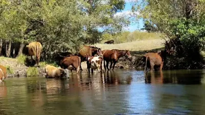 Воду в реке Жем проверяют после гибели скота в Атырауской области 