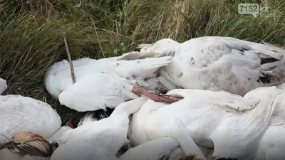 Массовая гибель птицы в СКО: результаты анализов показали наличие пастерёллеза