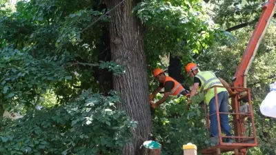 Ветка дерева насмерть придавила девушку в Алматы: можно ли было предотвратить трагедию
