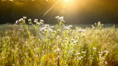 Прогноз погоды на 20 июня: на западе жара немного спадёт, на севере будет теплее