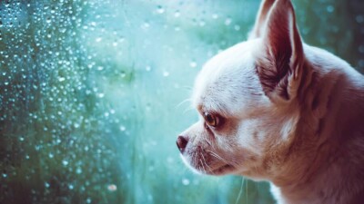 Прогноз погоды на 29 сентября: низовая метель ожидается в Костанайской области