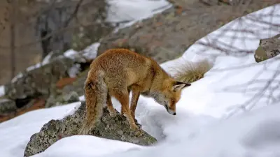 Ограничения из-за бешеной лисы ввели в селе Акмолинской области