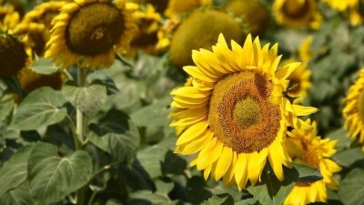 Прогноз погоды на 30 августа: жарко и сухо ожидается на всей территории Казахстана