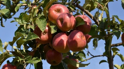 Программу возрождения яблони сорта апорт представили в правительстве