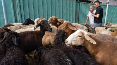 Глава ДУМК поручил построить специальные места для забоя скота в крупных городах Казахстана