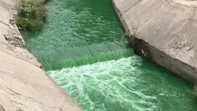 Вода позеленела в реках Алматы: экологи дали заключение