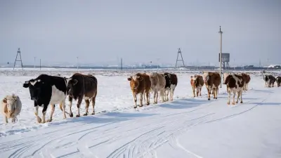 Массовое заражение коров выявили в нескольких районах Атырауской области