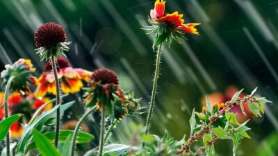 Прогноз погоды на 25 августа: штормовое предупреждение из-за грозы объявили в семи регионах Казахстана