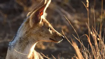 Шакалы нападают на домашний скот и птицу в сёлах Жетысуской области
