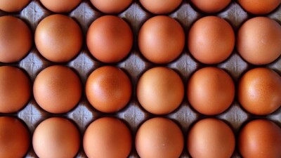 МСХ в два раза увеличивает субсидии на производство яиц