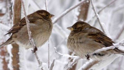 Прогноз погоды на 11 декабря: похолодание ожидается на юге страны, на севере – сильный ветер