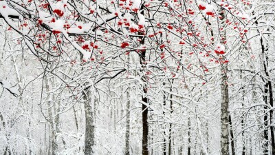 Прогноз погоды на 11 января: сильные морозы сохраняются на большей части Казахстана