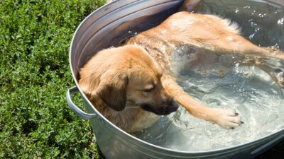 Прогноз погоды на 20 июля: 40-градусная жара сохраняется на юге Казахстана