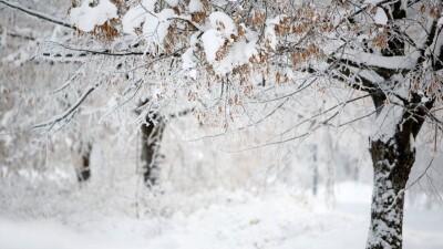 Прогноз погоды на 11 декабря: снег ожидается на севере и востоке Казахстана