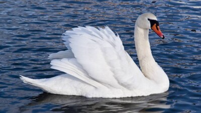 У погибших лебедей на озере Караколь в Мангистау выявили птичий грипп