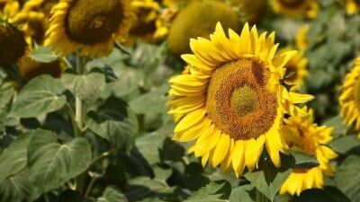 Прогноз погоды на 13 августа: до 40 градусов жары ожидается на западе Казахстана