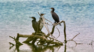 Около 160 мёртвых бакланов обнаружили на берегу Каспия в Мангистау