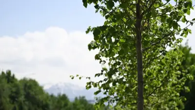 Обработку деревьев в Алматы проведут по ночам