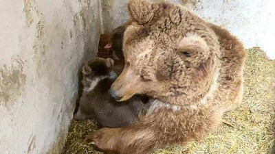 Алматинский зоопарк показал недавно родившихся тяньшанских медвежат