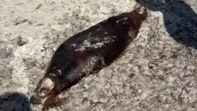 Ещё десятки мёртвых тюленей и птиц обнаружили на побережье Каспийского моря 