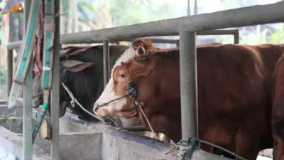 Массовую гибель скота выявили в ВКО