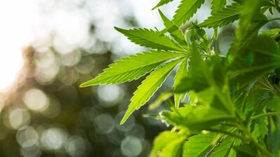 Правительство Германии утвердило частичную легализацию каннабиса