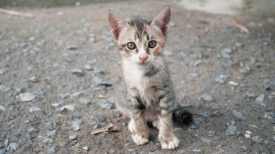 В суде Актау объяснили слишком мягкий приговор живодёру, прыгнувшему на котёнка