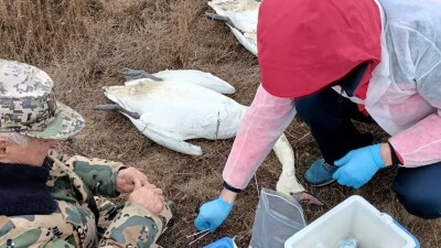 Массовый мор лебедей на озере Караколь в Мангистауской области снял блогер