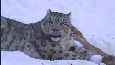 В 15 минутах от города: фотограф запечатлел снежного барса в горах Алматы