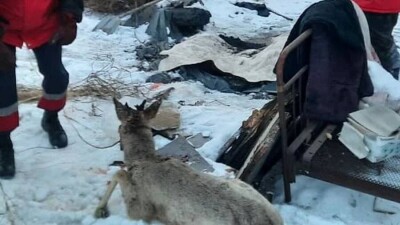 Операцию по спасению застрявшей в заборе косули развернули в Усть-Каменогорске