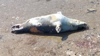 В Мангистау выясняют причины массовой гибели тюленей