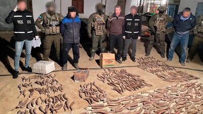 Жителя Кызылординской области задержали при продаже 100 кг рогов сайгаков