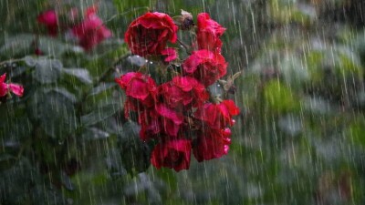 Прогноз погоды на 29 августа: сильный дождь с грозой, шквалом и градом ожидается на севере Казахстана