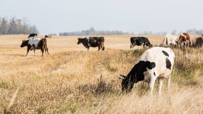 Токаев подписал поправки в закон, направленные на устранение дефицита пастбищ в Казахстане