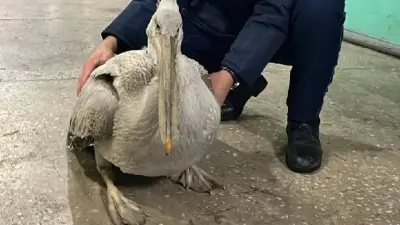 Редкого краснокнижного пеликана спасли в Семее