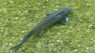 Осетровую ферму хотят открыть китайские инвесторы в Мангистау