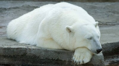 Пражский зоопарк обвинил алматинских коллег в сокрытии смерти медведя. Что ответили в Алматинском зоопарке