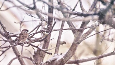 Прогноз погоды на 7 марта: снег ожидается на севере Казахстана, дождь – на юге