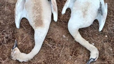 Массовый мор лебедей в Мангистау: экологи назвали причину и количество погибших птиц