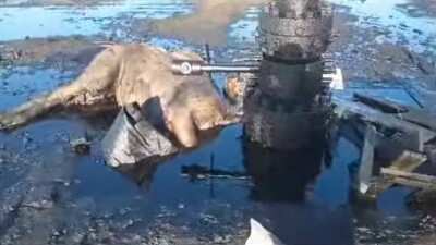 Гибель скота у скважины с разлитой нефтью в Мангистау прокомментировали экологи