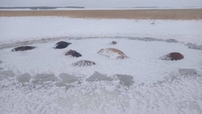 В Северном Казахстане 50 лошадей погибли, провалившись под лёд