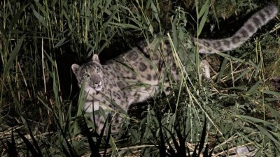 Уникальные фото снежного барса сделали в нацпарке "Алтын-Эмель"