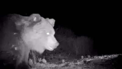 Краснокнижный тяньшанский медведь заинтересовался фотоловушкой в Алтын-Эмеле