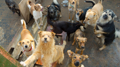 После давления общественников на Кубе впервые приняли закон о защите животных