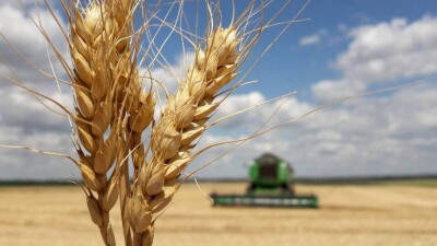 Критическая ситуация с уборкой урожая в Карагандинской области: пшеница прорастает прямо в колосе