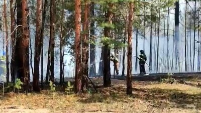Лесной пожар тушат на трёх участках в резервате "Ертыс-орманы" Павлодарской области
