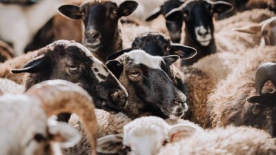 Грузовой поезд сбил стадо овец в Алматинской области